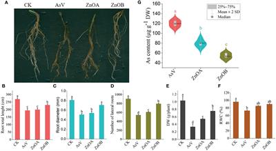 Insights into the ameliorative effect of ZnONPs on arsenic toxicity in soybean mediated by hormonal regulation, transporter modulation, and stress responsive genes